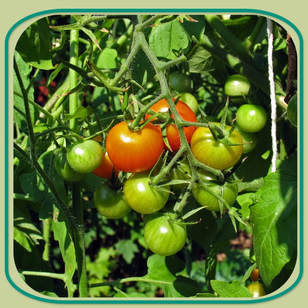 Organic 6