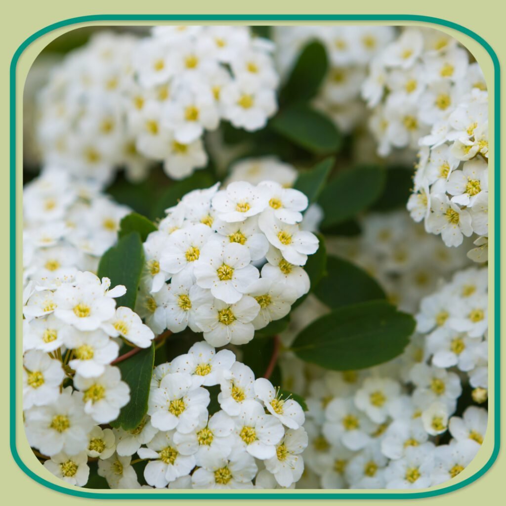 Blog Shrubs 1