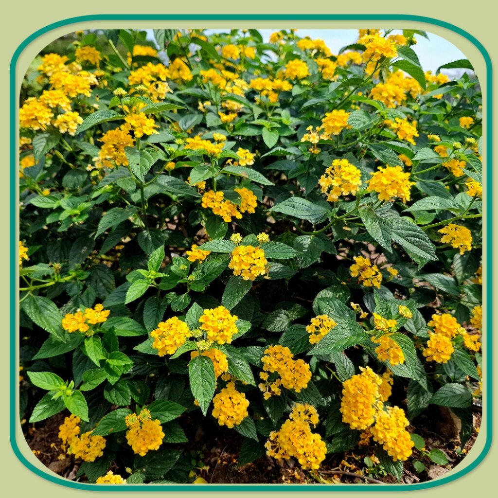 Blog Shrubs 2