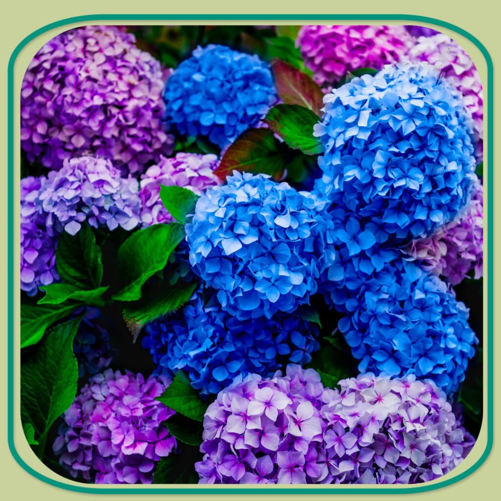 Blog Shrubs 4