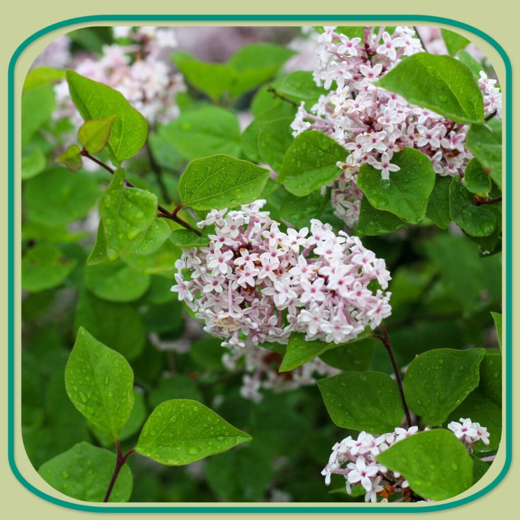 Blog Shrubs 5