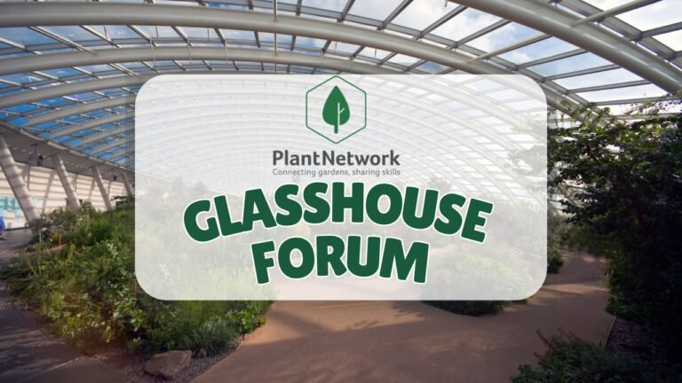 Conifers (Linkedin Post)